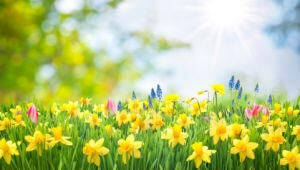 Spring Lawn Treatments 4