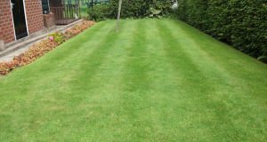 Summer lawn