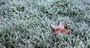Winter lawn