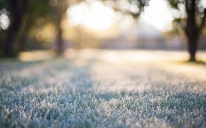 Winter Lawn Care-Winter treatments